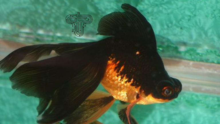 Black Moor Goldfish: The Ultimate Pet for Novice and Expert Aquarists
