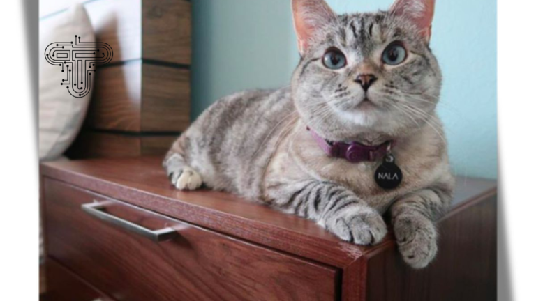 meet nala cat: the instagram star with a ton of fo - tymoff