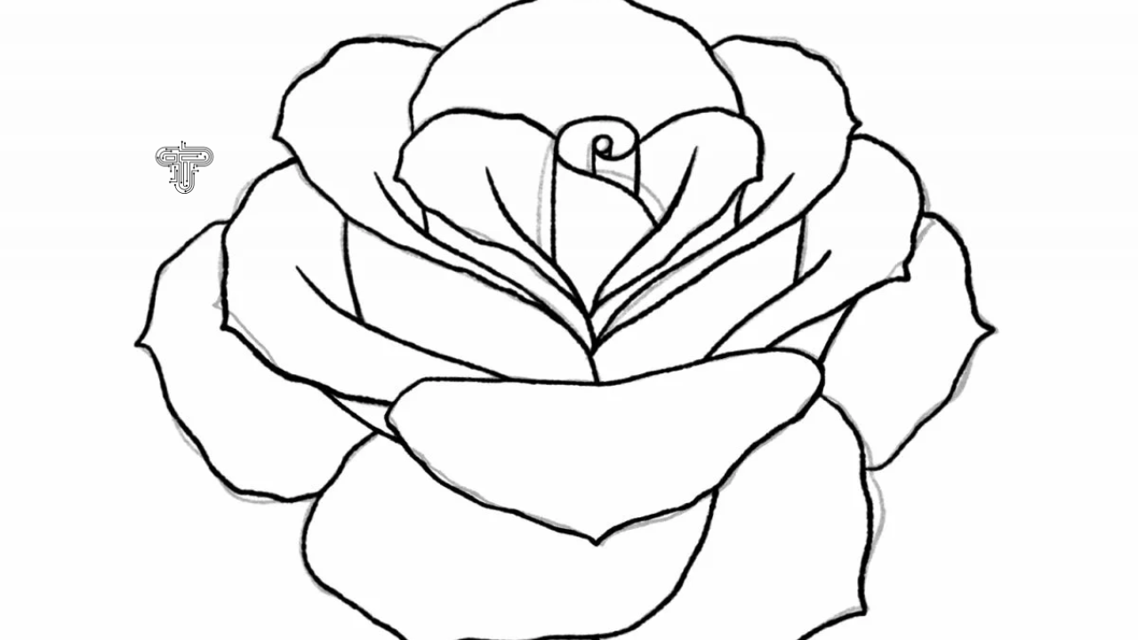 how to draw a rose