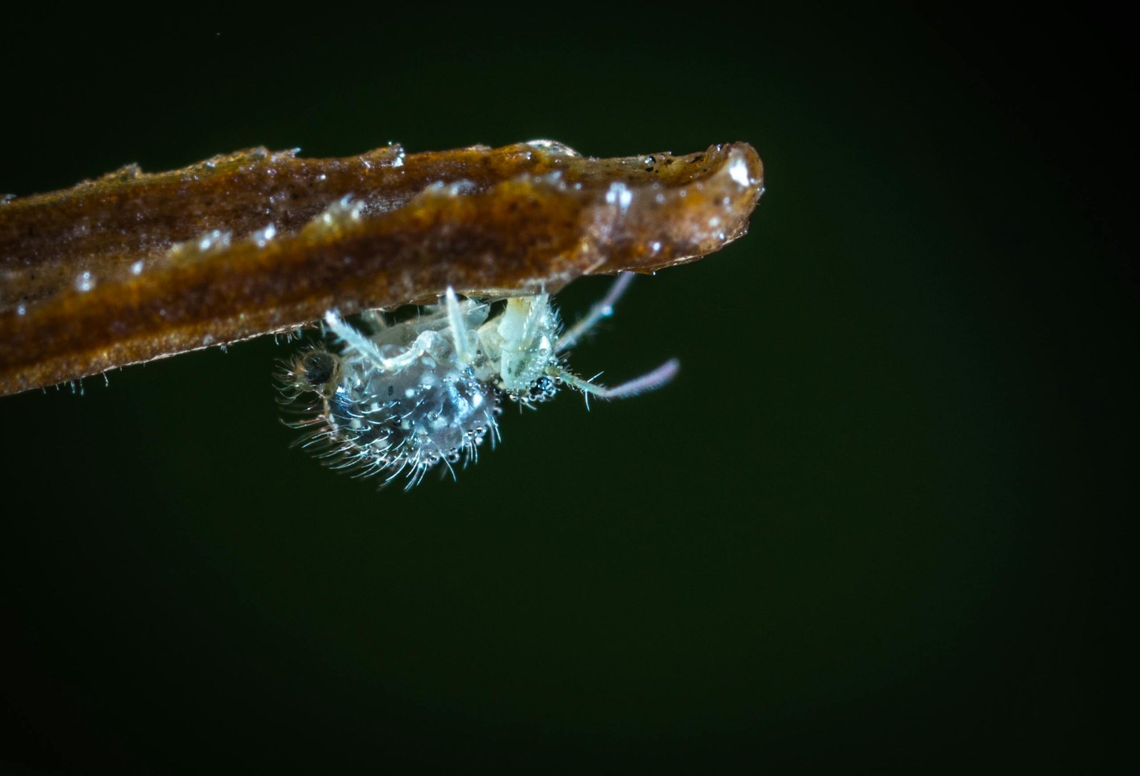 Detailed macro photograph of a small, translucent aphid on a plant stem.