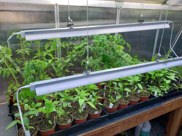 LED Grow Lights for Seedlings: Boost Growth from Day One