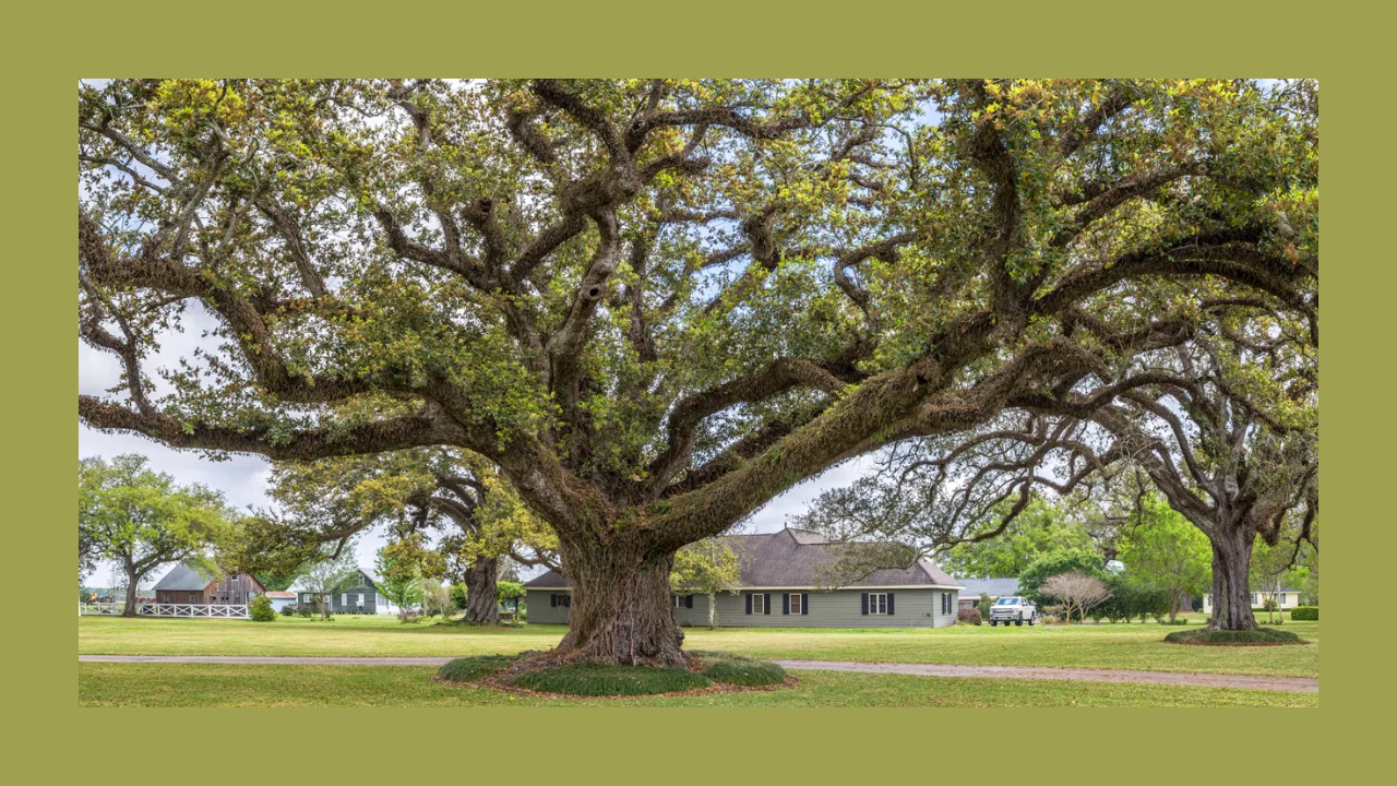 lewis center ohio champion trees